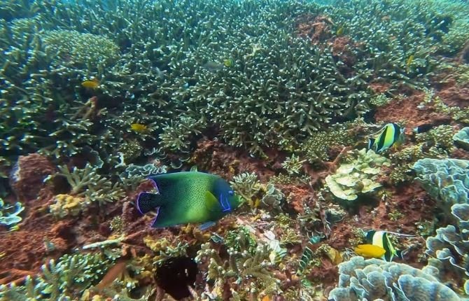 Marine life at snorkeling spot on manta ray tour Nusa Penida Bali